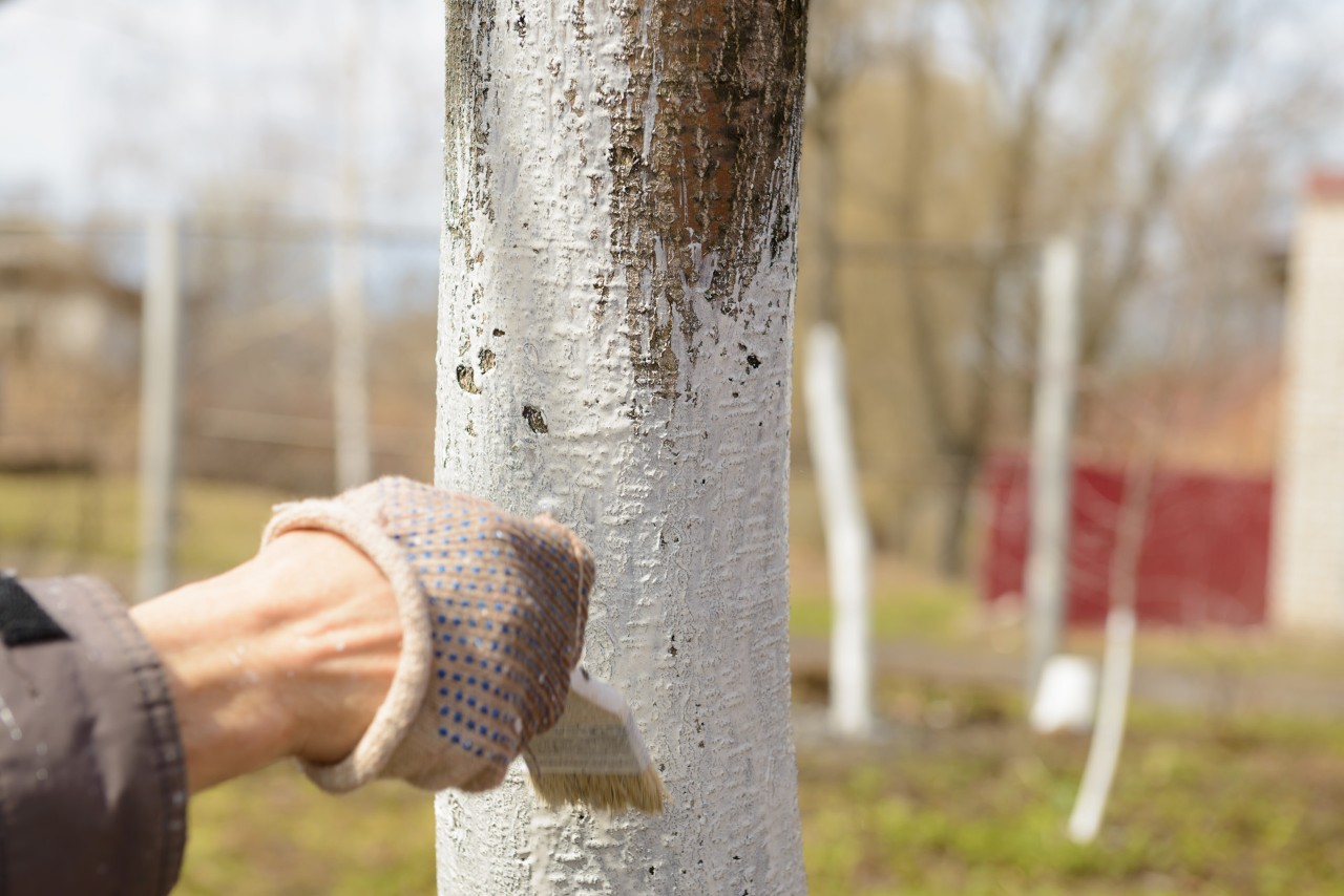 Imagem ampliada de um tronco de árvore de fruto a ser pintado com cal – jardinagem de inverno