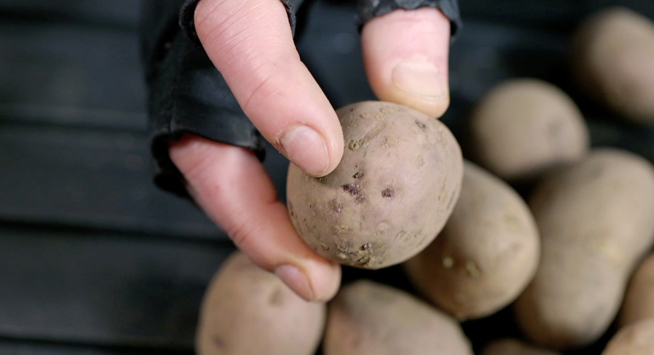 Uma mão com uma luva preta sem dedos segura numa batata nova