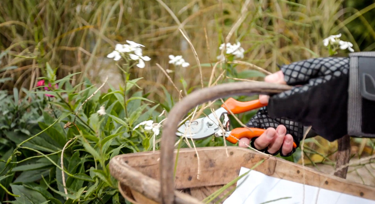 Tarefa de jardinagem no outono: alguém corta flores velhas com uma tesoura de poda STIHL PG 20