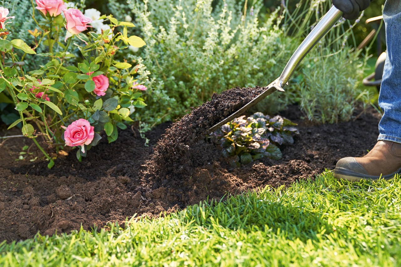 A terra entre o relvado e rosas rosa é revolvida com uma pá de plantio para melhorar a qualidade do solo