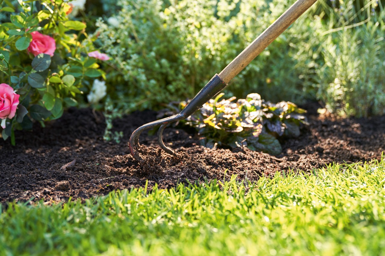 É usada uma pá para incorporar húmus entre as plantas perenes em flor 
