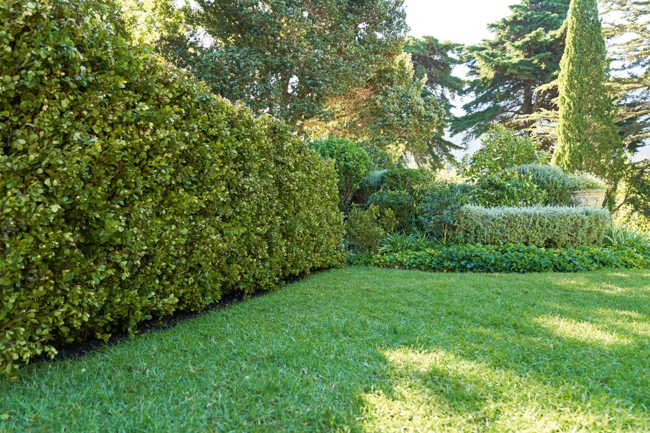 Sebes e relvado verdes num jardim