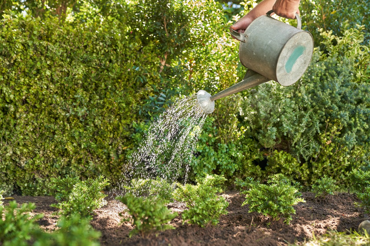 Um regador metálico é usado para regar pequenas plantas de jardim em frente a uma sebe.