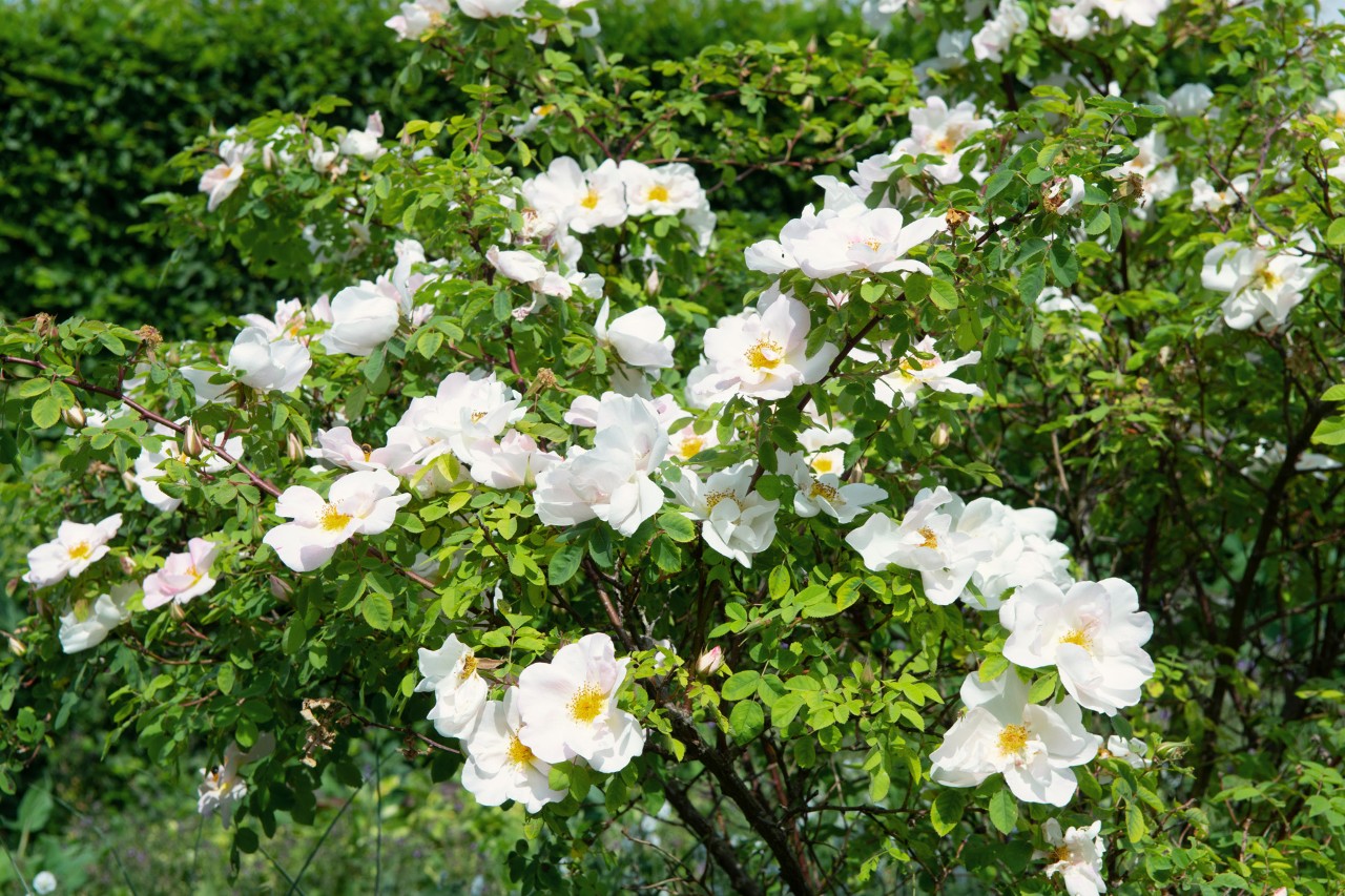 Arbusto verde com a floração branca das rosas silvestres