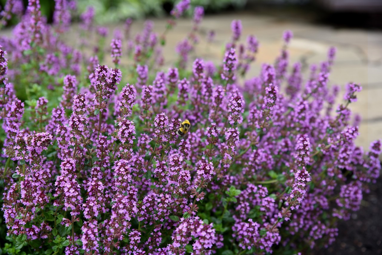 Floração violeta pequena de tomilho serpão com uma abelha