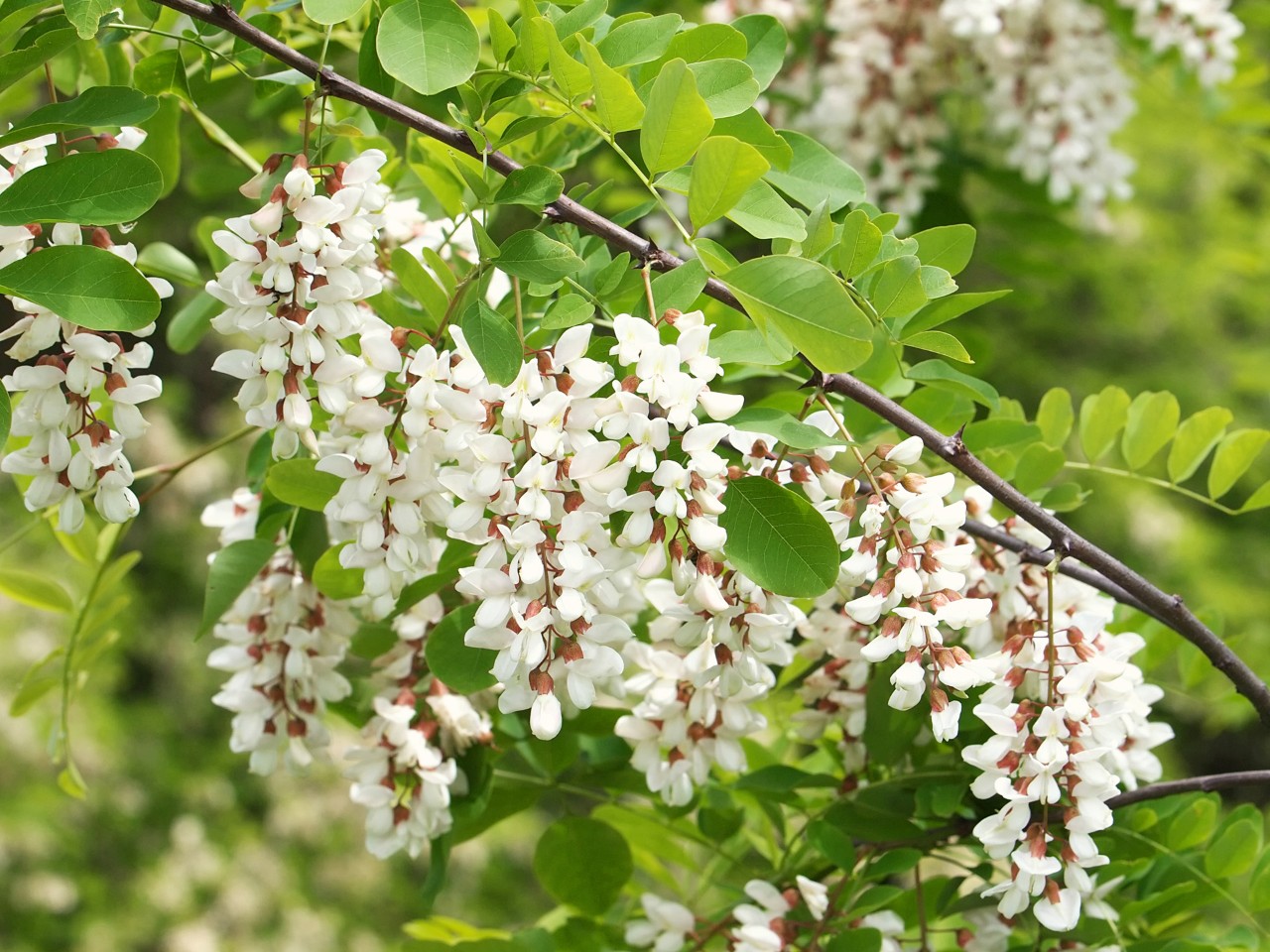 Flores brancas no ramo de uma robinia