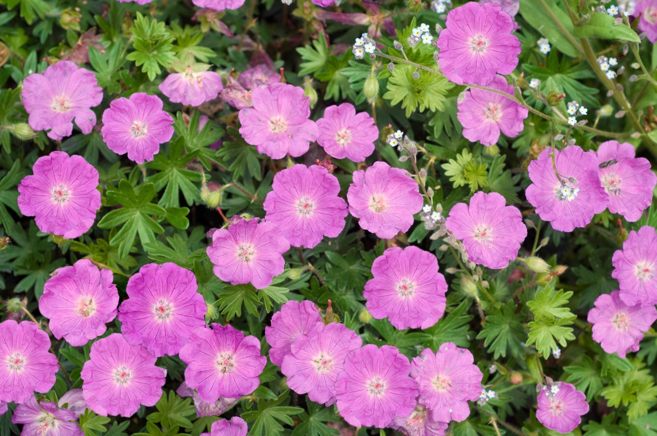 Floração rosa e folhas verdes de gerânio-sanguíneo, um tipo de flor que precisa de pouca água