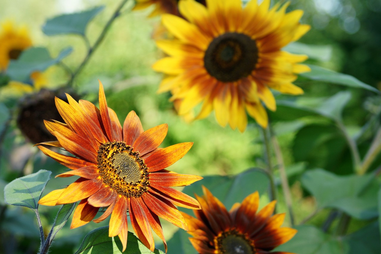 Imagem ampliada de cabeças amarelas e vermelho-escuras de girassóis: flores que precisam de pouca água