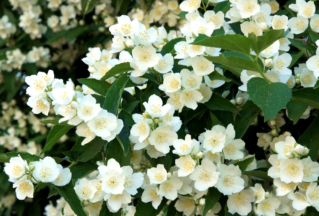 Floração branca e folhas verdes de filadelfo: uma planta que precisa de pouca água