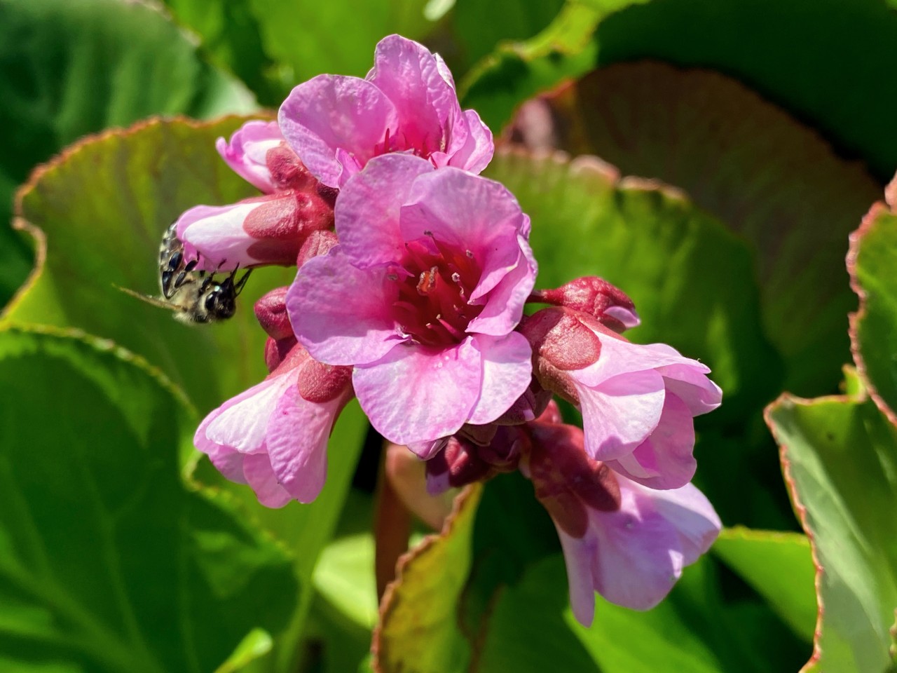 Imagem ampliada de floração rosa de um chá-da-sibéria com uma abelha em frente às folhas verdes