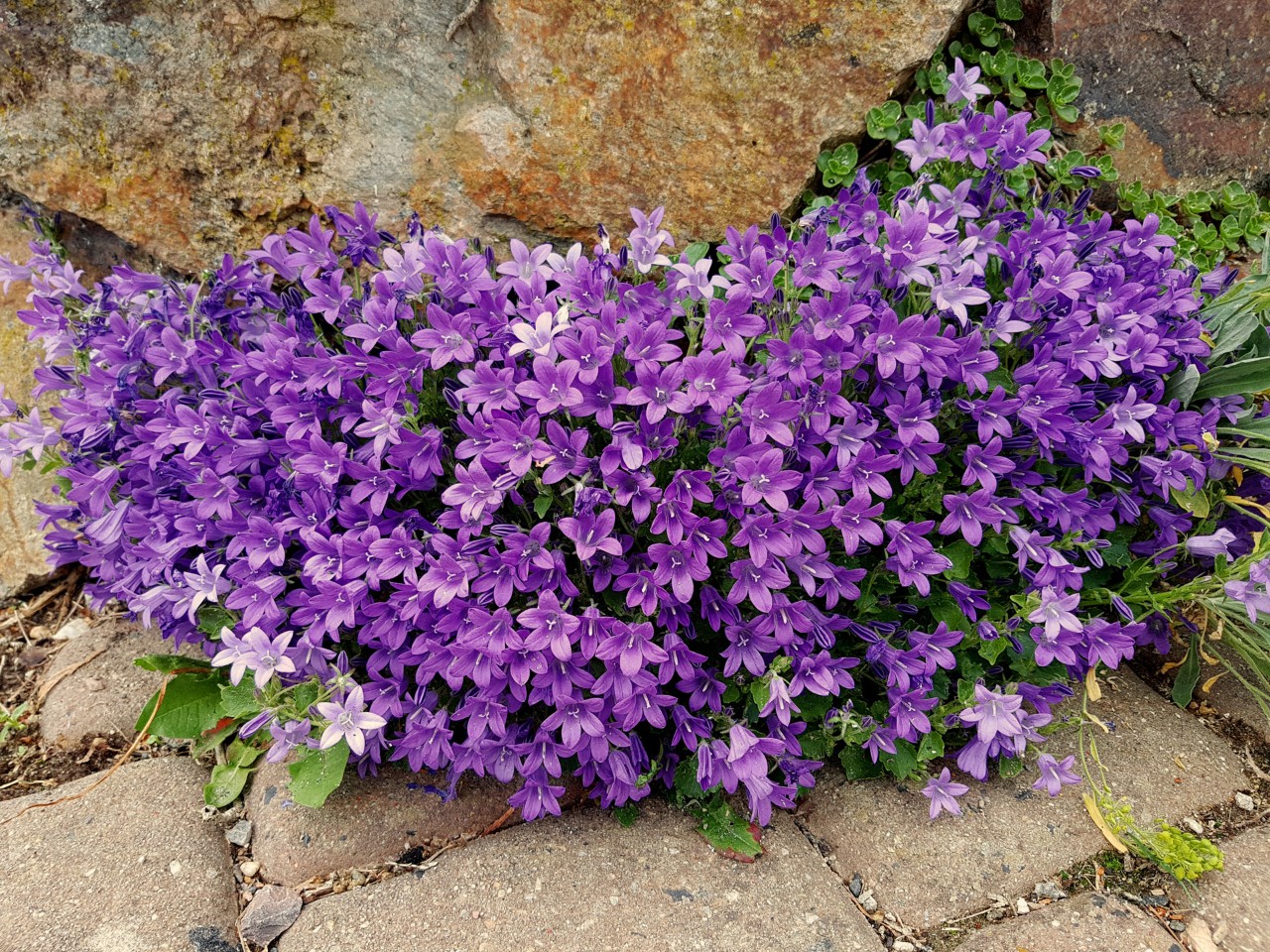 Floração violeta brilhante de campanula portenschlagiana junto a uma esquina de pedra
