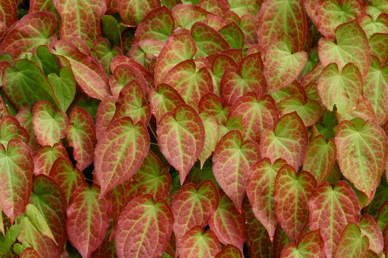 Imagem ampliada de folhas de padrão vermelho/verde de epimedium