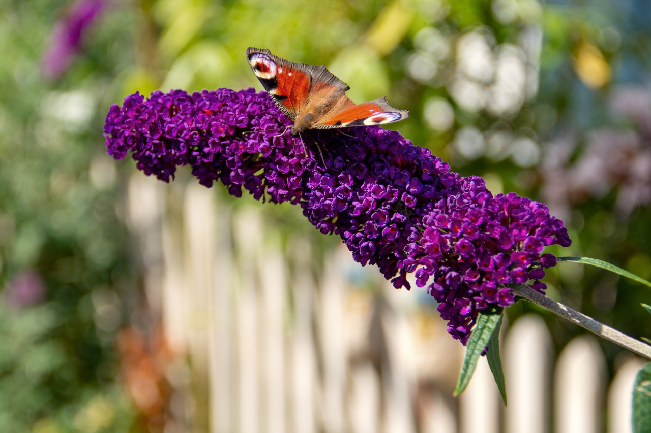 Imagem ampliada de borboleta-pavão sobre lilás florido a violeta-escuro