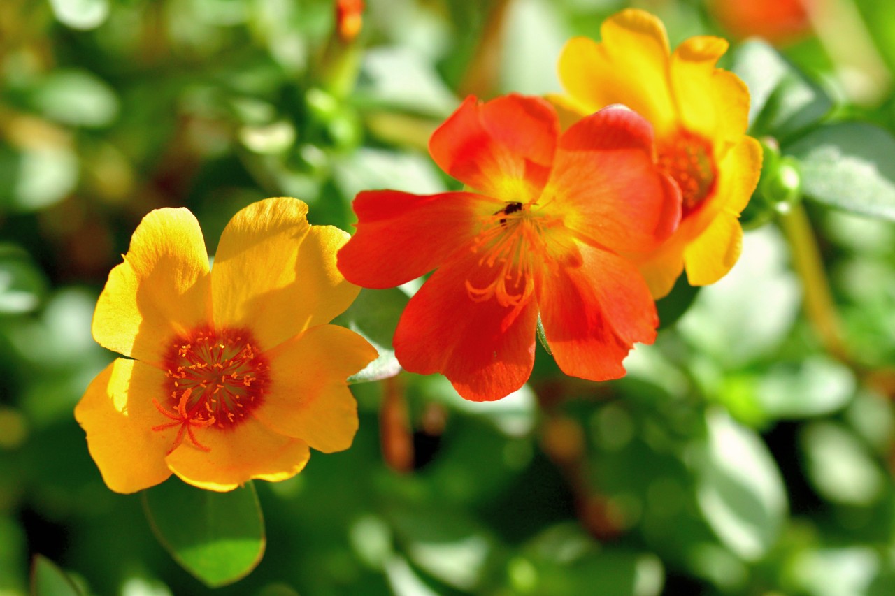 Imagem ampliada de duas florações amarelas/vermelhas de onze-horas