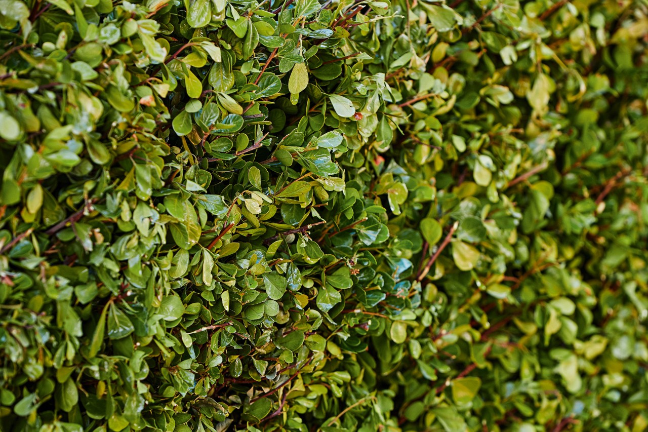 Imagem ampliada da face vertical aparada de uma sebe verde.