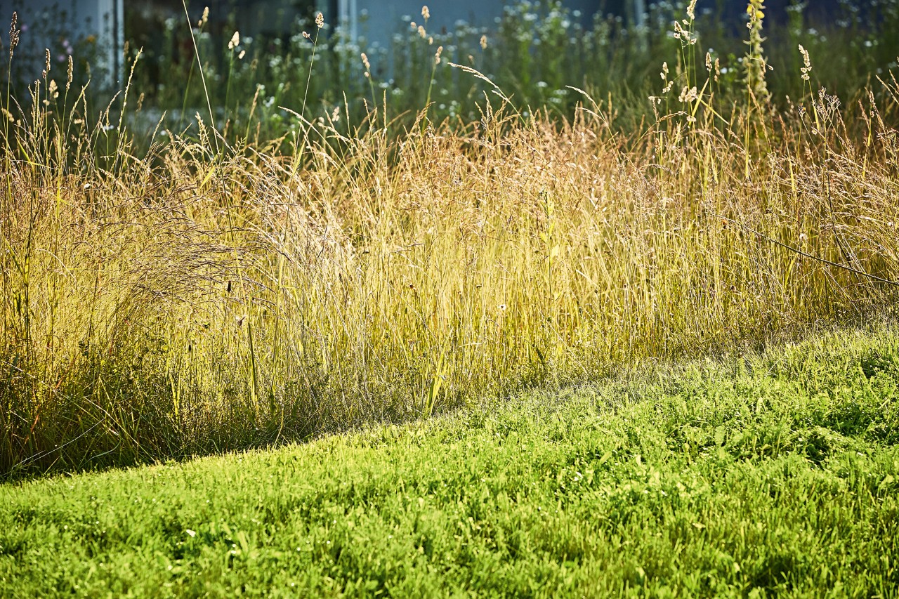 Erva aparada em primeiro plano, com resíduos de vegetação empilhados em fundo.