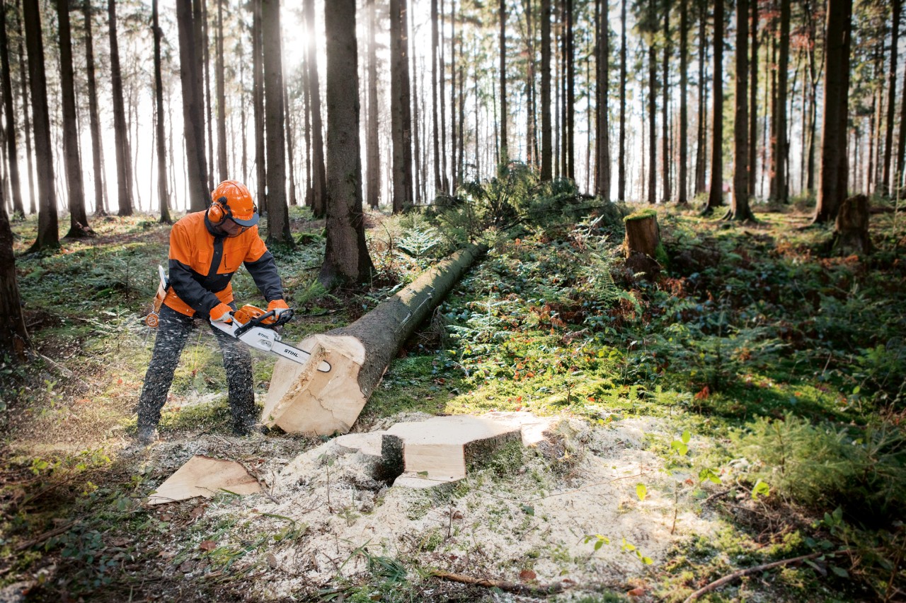 Uma motosserra a STIHL MS 261 a ser usada numa árvore abatida numa floresta para demonstrar como fazer cadeiras de toro