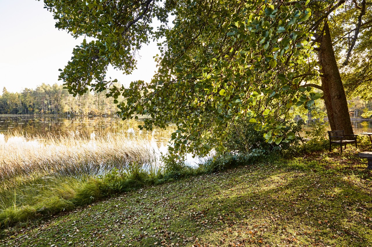 Uma cena de uma margem de um lago num dia de sol, com relva comprida e uma árvore crescida