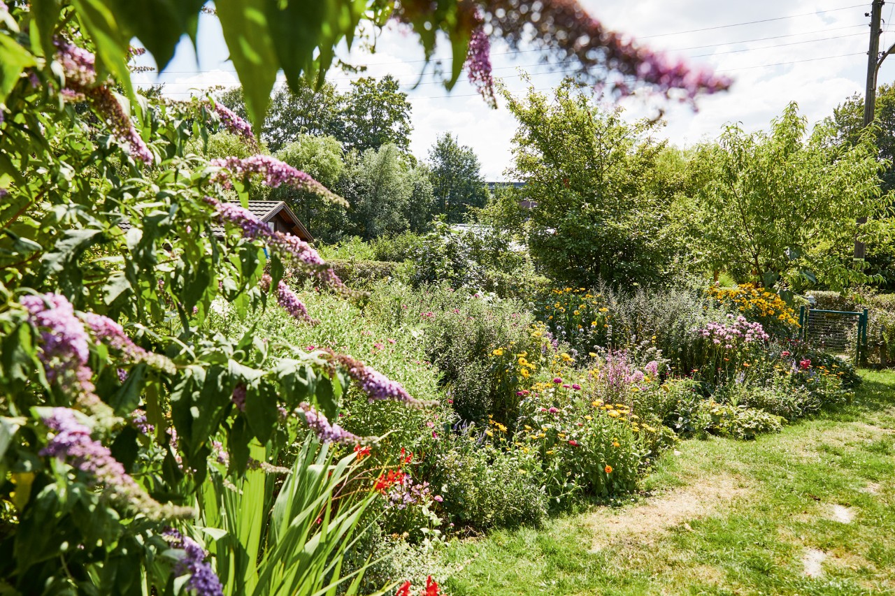 Um canteiro de flores amigo das abelhas com lilases roxos em primeiro plano