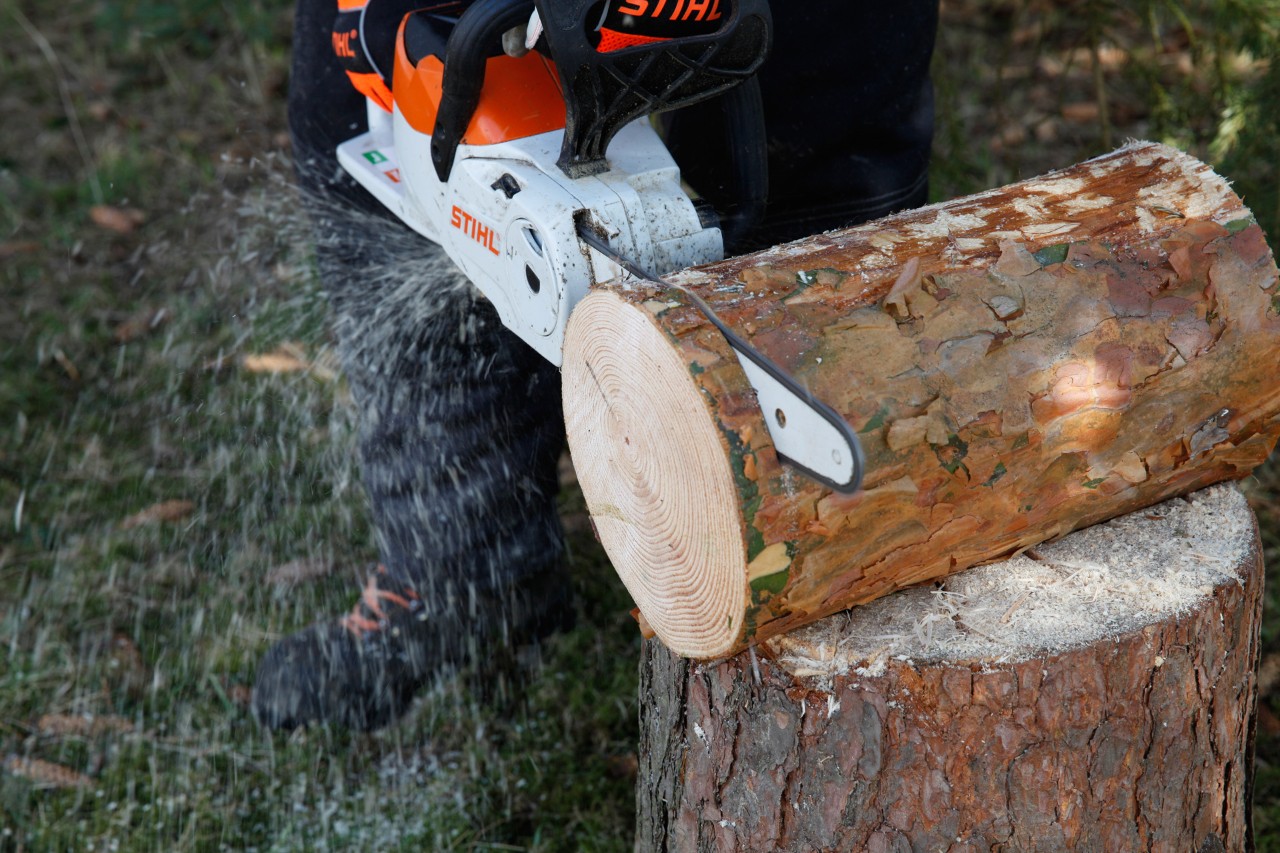 Comedouro para aves: uma rodela a ser cortada de um toro com uma motosserra a bateria STIHL MSA 140 C