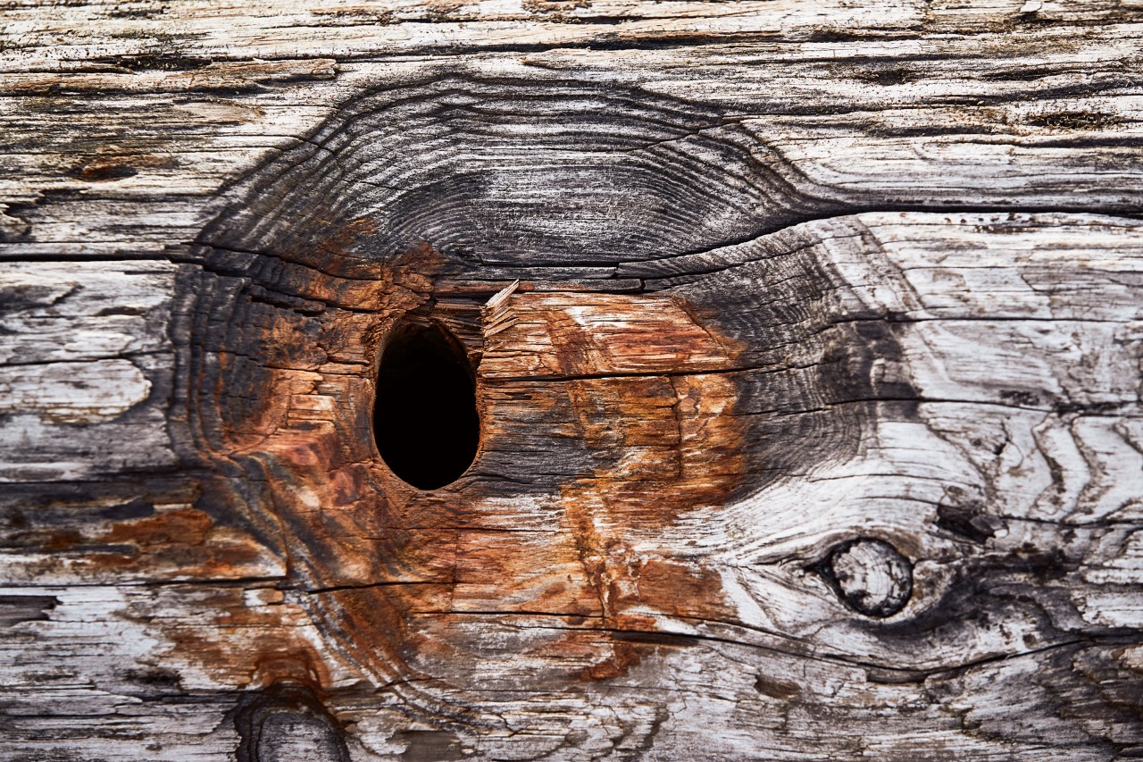 Imagem ampliada de uma entrada numa caixa para pássaros de madeira desgastada – ninhos de pássaros