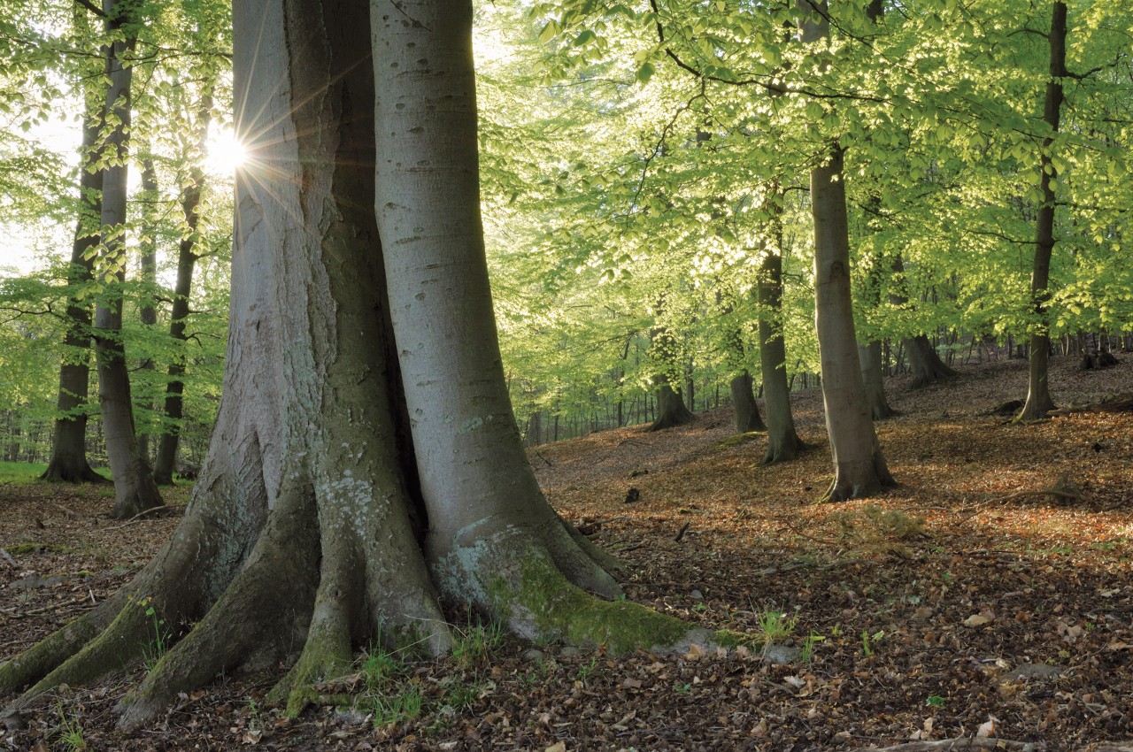 Um cenário de árvores no bosque