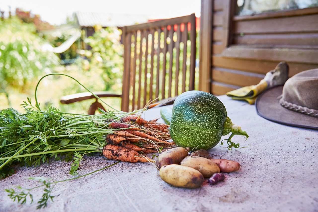 Legumes da horta acabados de colher