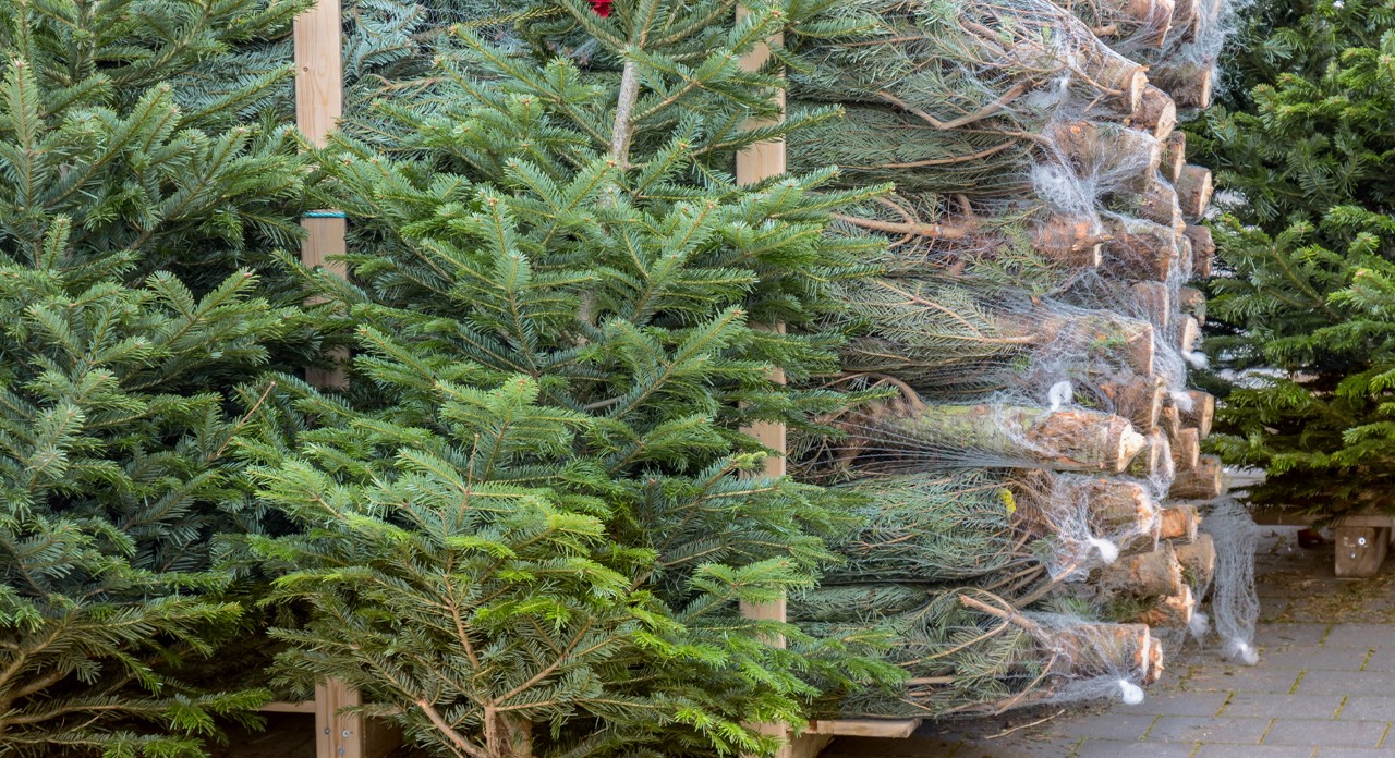 A large stack of wrapped up cut Christmas trees, with two standing on display
