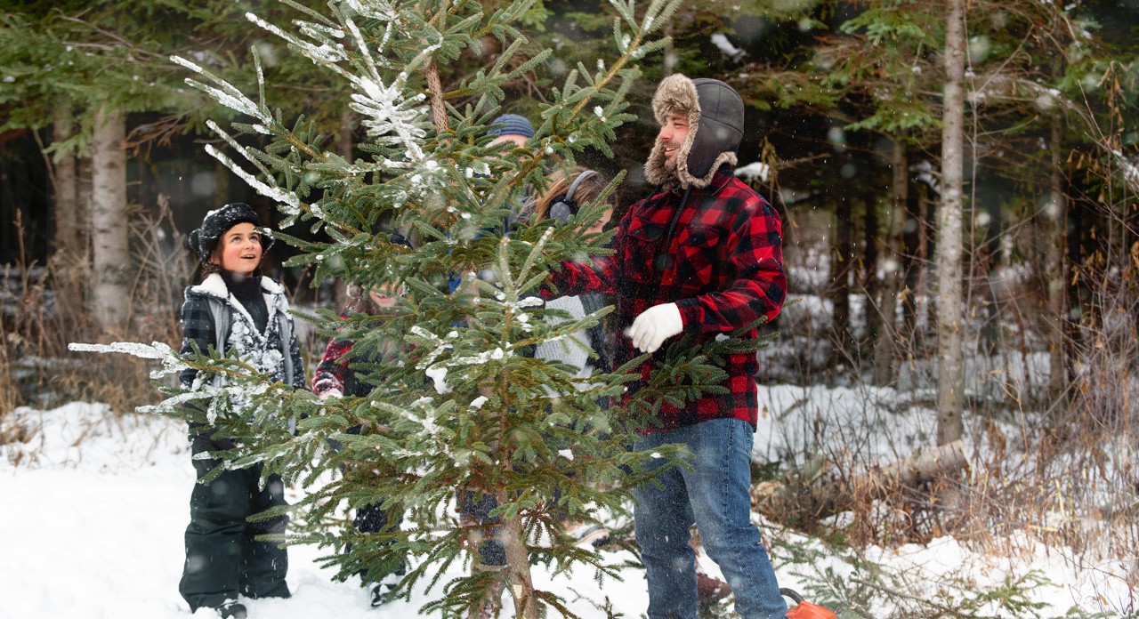 A family inspects a tree in a Christmas tree farm in order to cut a Christmas tree themselves