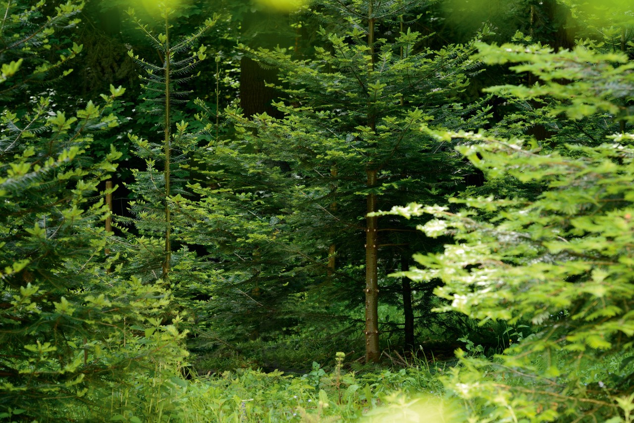 Árvores numa floresta caducifólia