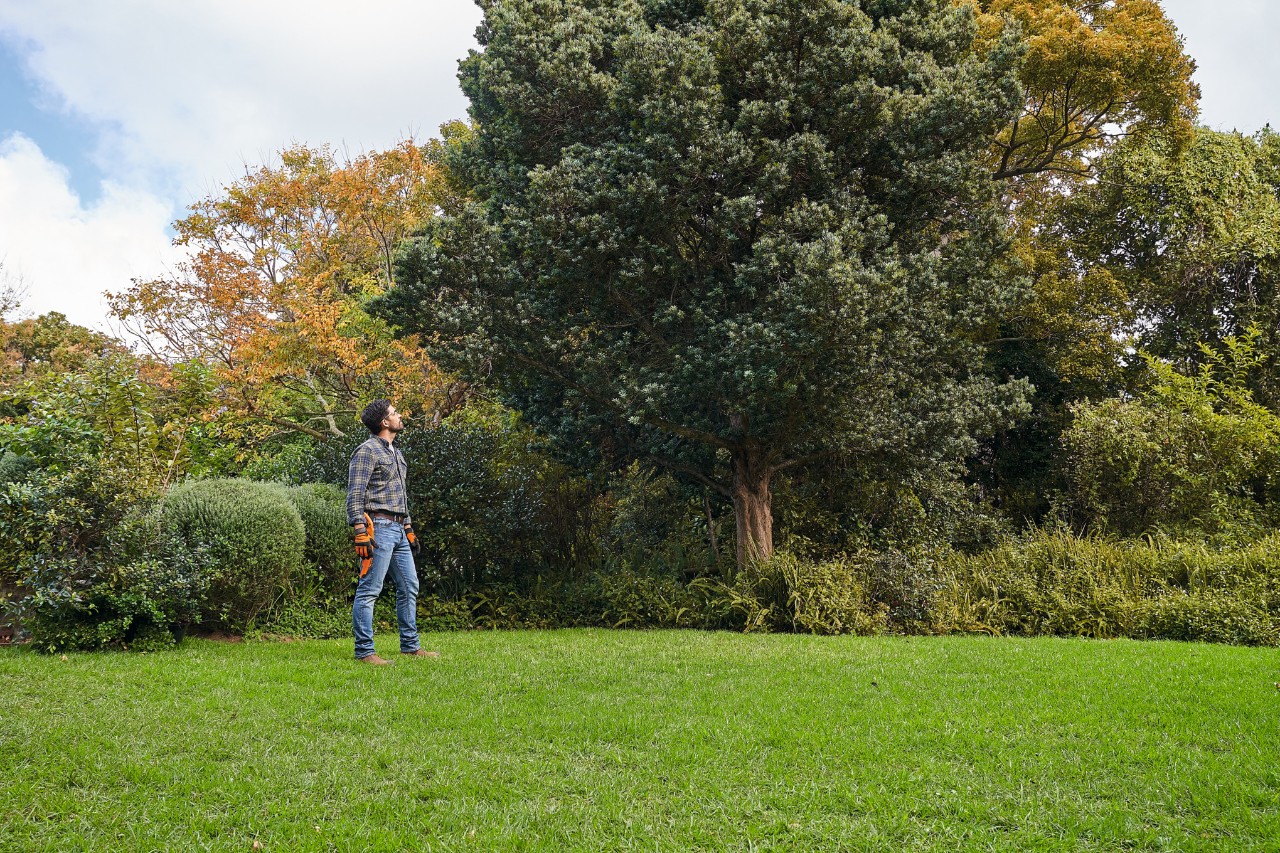 Um homem de luvas de proteção STIHL e com um serrote de poda olha para uma árvore de folha caduca no espaço verde 