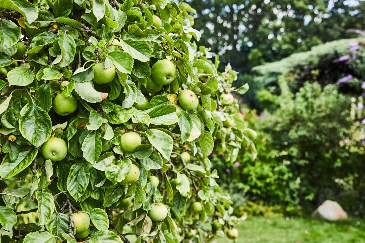 Macieira verde com arbustos e outras árvores de fruto em segundo plano