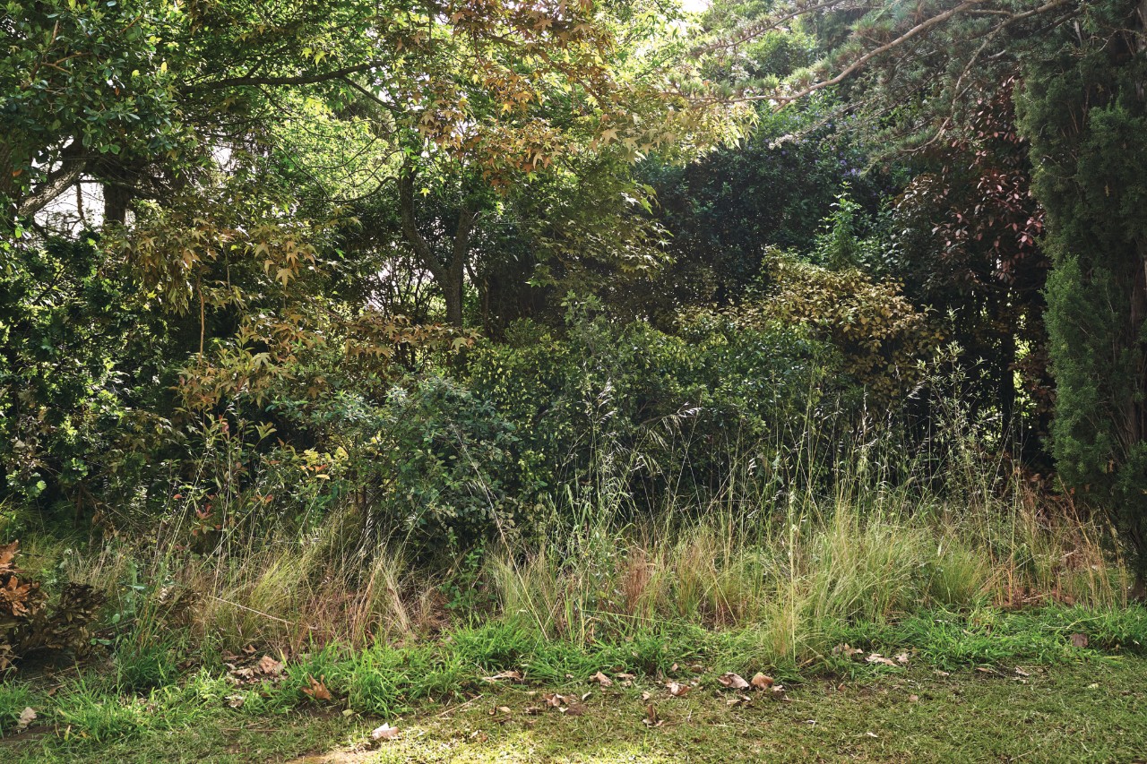 Jardim selvagem com folhagem, gramíneas selvagens e arbustos em forte crescimento